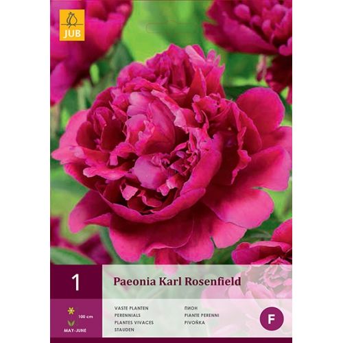 Paeonia karl rosenfield