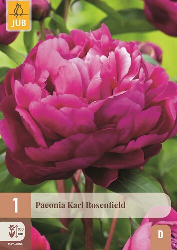 Pioenroos Paeonia karl rosenfield