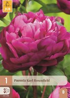 Pioenroos Paeonia karl rosenfield
