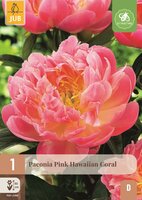 Pioenroos Paeonia pink hawaiian coral