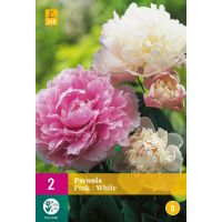 Pioenroos paeonia roze en wit