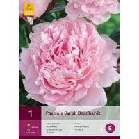 Pioenroos paeonia Sarah bernhardt