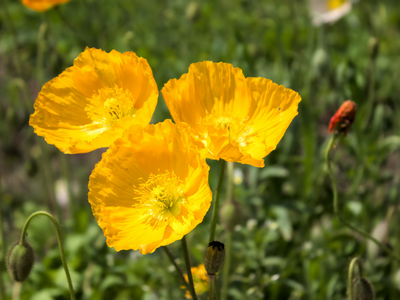Papaver / Klaproos / Slaapbol
