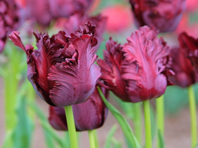Parkiettulpen