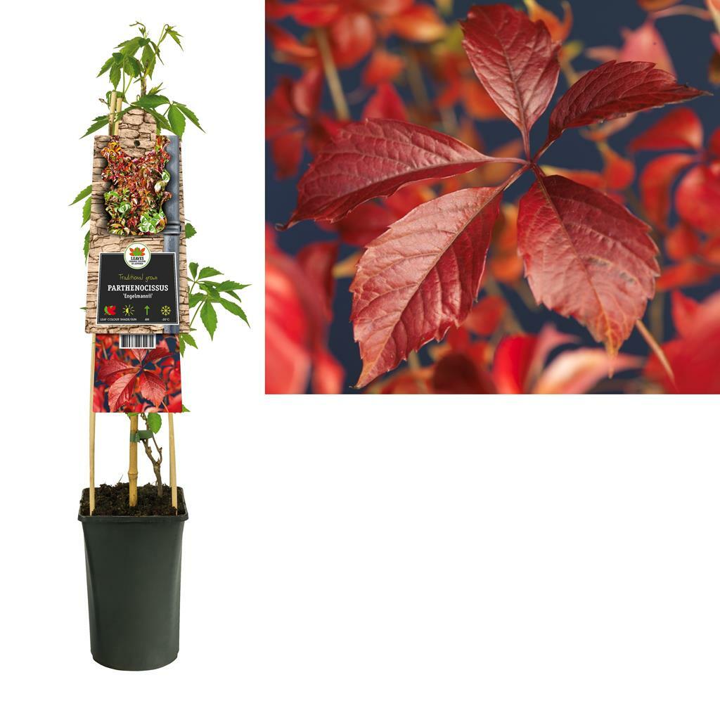 Wilde wingerd (Parthenocissus Engelmannii) klimplant 4 stuks