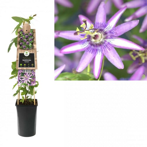 Passiflora 'Amethyst' - Passiebloem