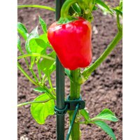 Peacock plantenstaak 8 mm 60 cm - afbeelding 2