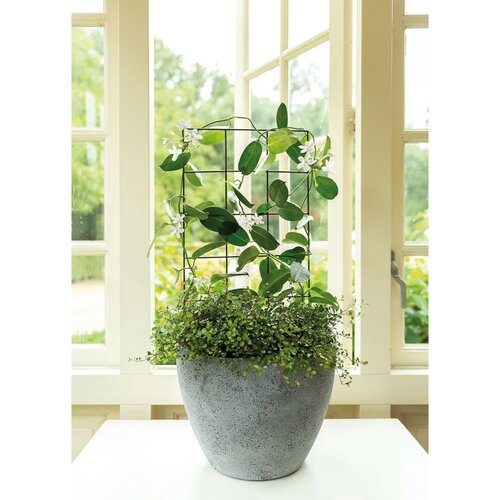 Peacock pottrellis vario s 40 cm - afbeelding 2