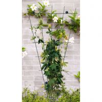 Peacock trellis waaier 72 x 150 cm - afbeelding 2