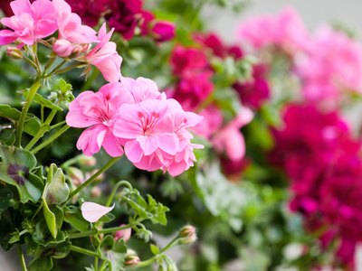Pelargonium / geranium