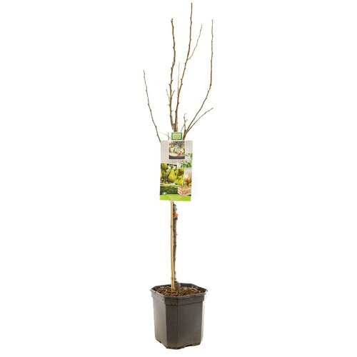 Perenboom Pyrus c. Conference 160 cm - afbeelding 2