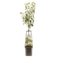 Perenboom Pyrus com Conference wondertree - afbeelding 1