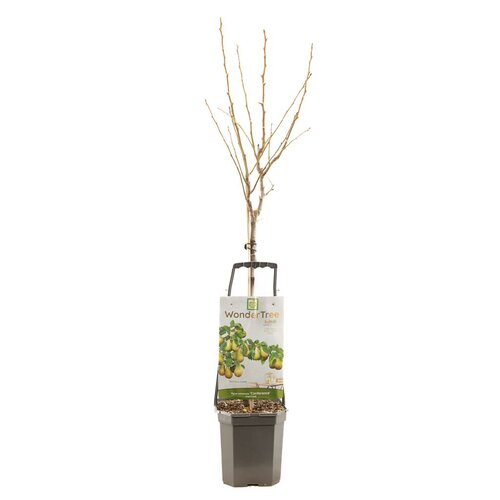 Perenboom Pyrus com Conference wondertree - afbeelding 2