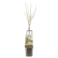 Perenboom Pyrus com Conference wondertree - afbeelding 2