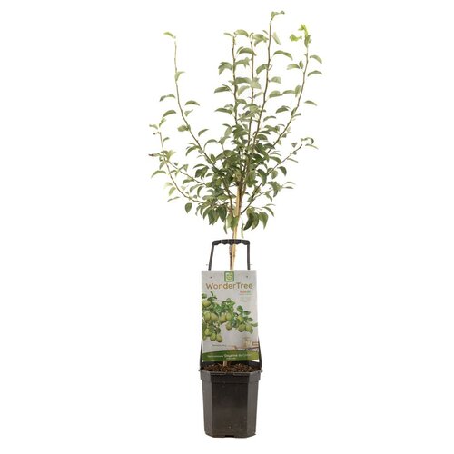 Perenboom Pyrus com Doyenné du Comice wondertree - afbeelding 1