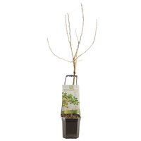 Perenboom Pyrus com Doyenné du Comice wondertree - afbeelding 2