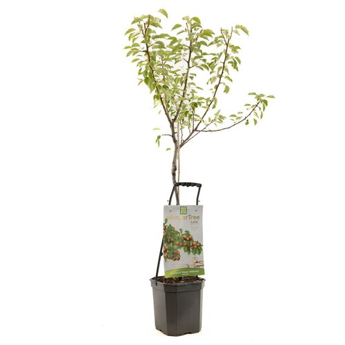 Perenboom Pyrus com Gieser Wildeman wondertree - afbeelding 1