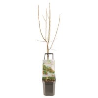 Perenboom Pyrus com Gieser Wildeman wondertree - afbeelding 2