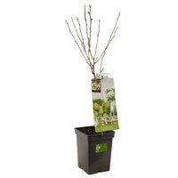 Perenboom Pyrus Doyenné du Comice - afbeelding 2