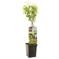Perenboom Pyrus Doyenné du Comice - afbeelding 1