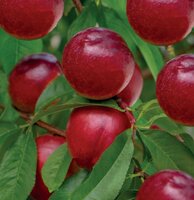Perzik Prunus persica nuc. Madame Blanchet