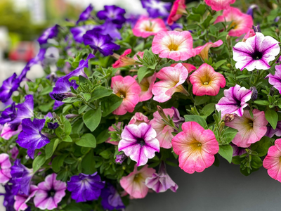 Petunia
