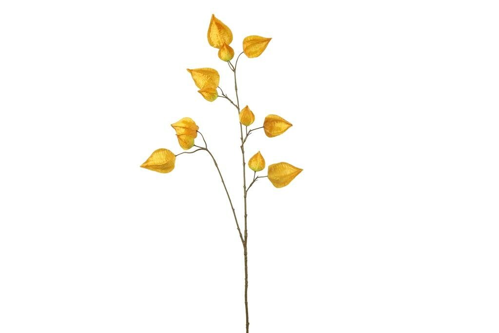 Physalis 95 cm oud geel