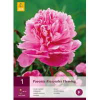 Pioenroos paeonia alexander fleming