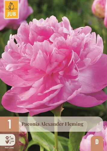 Pioenroos paeonia alexander fleming - afbeelding 1