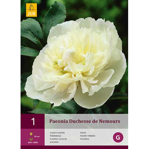 Pioenroos paeonia Duchesse de nemours