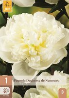 Pioenroos paeonia Duchesse de nemours