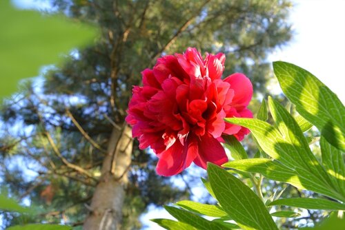 Pioenroos paeonia red magic - afbeelding 2