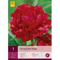 Pioenroos paeonia red magic