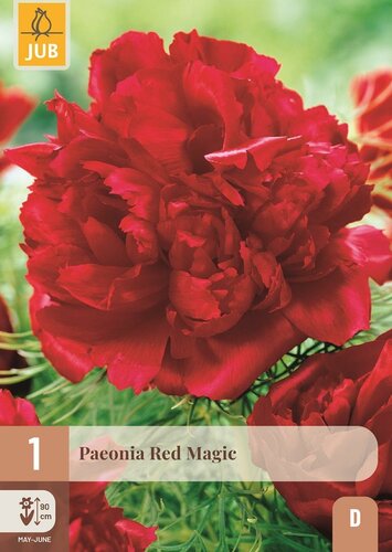 Pioenroos paeonia red magic - afbeelding 1