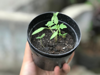 Plantcontainers