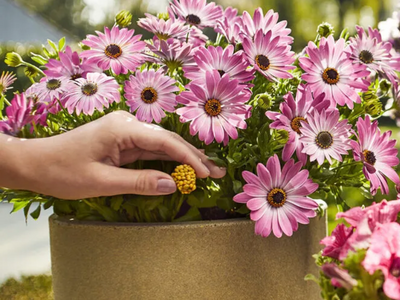 Plantenvoeding langwerkend