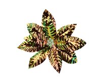 Poinsettia op clip 8 cm goud/iris