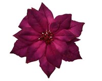 Poinsettia op clip 24 cm donkerroze