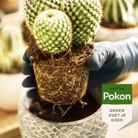 Pokon cactus grond turfvrij 5 liter - afbeelding 2