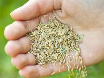 Pokon graszaad