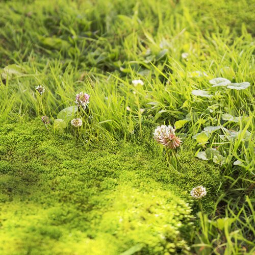 Pokon onkruidmosweg 50m2 - afbeelding 2