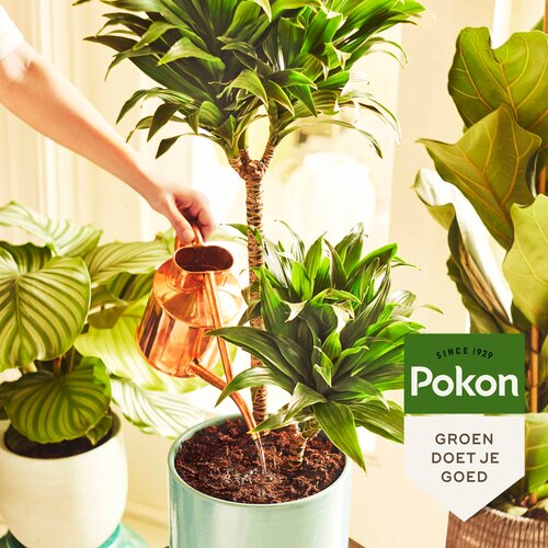 Pokon potgrond kamerplanten compact 10 liter - afbeelding 2