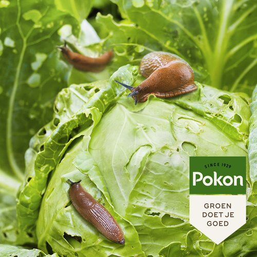 Pokon Slakkenkorrels 900 gram - afbeelding 2