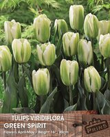 Prins tulp green spirit 20 bollen
