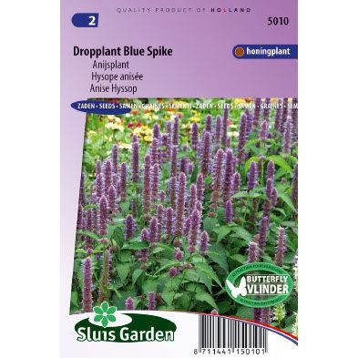 Agastache foeniculum Blue Spike Dropplant zaden