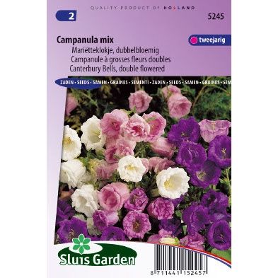 Campanula medium dubbel choice mix Klokjesbloem