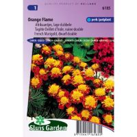 Tagetes Patula zaden Orange Flame afrikaan