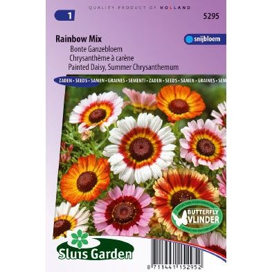 Chrysanthemum carinatum rainbow mix Margriet