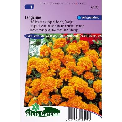 Afrikaan zaden Tagetes patula tangerine