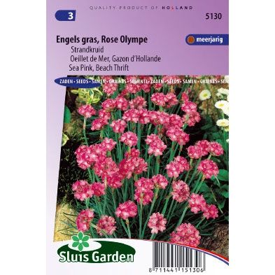 Armeria maritima splendens Engels gras